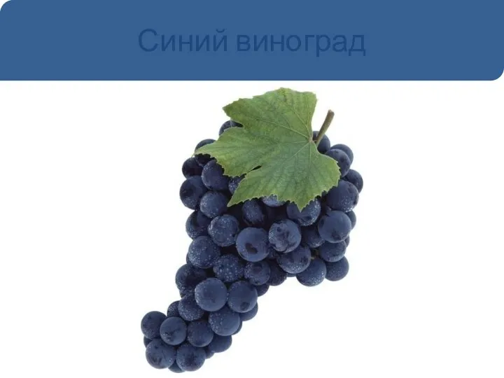 Синий виноград