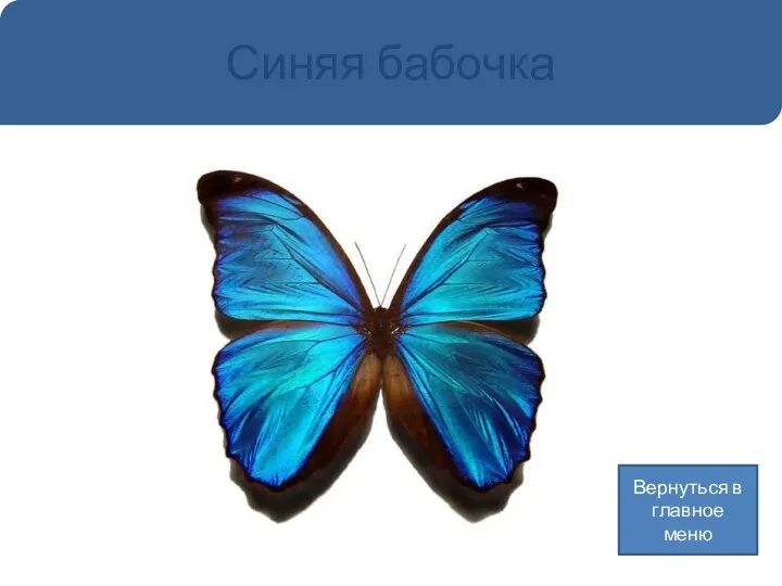 Синяя бабочка Вернуться в главное меню