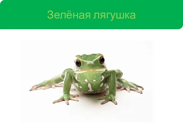 Зелёная лягушка