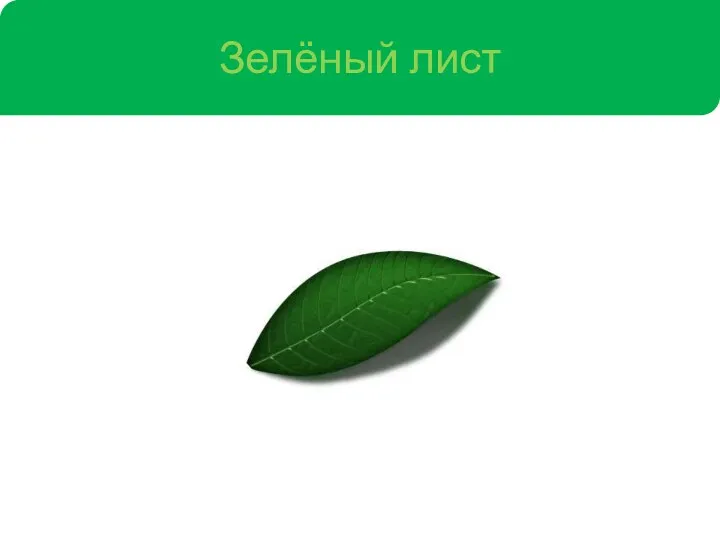 Зелёный лист