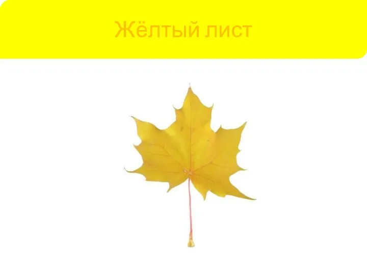 Жёлтый лист
