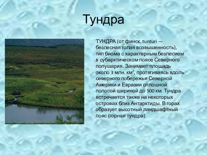 Тундра ТУНДРА (от финск. tunturi — безлесная голая возвышенность), тип биома с характерным