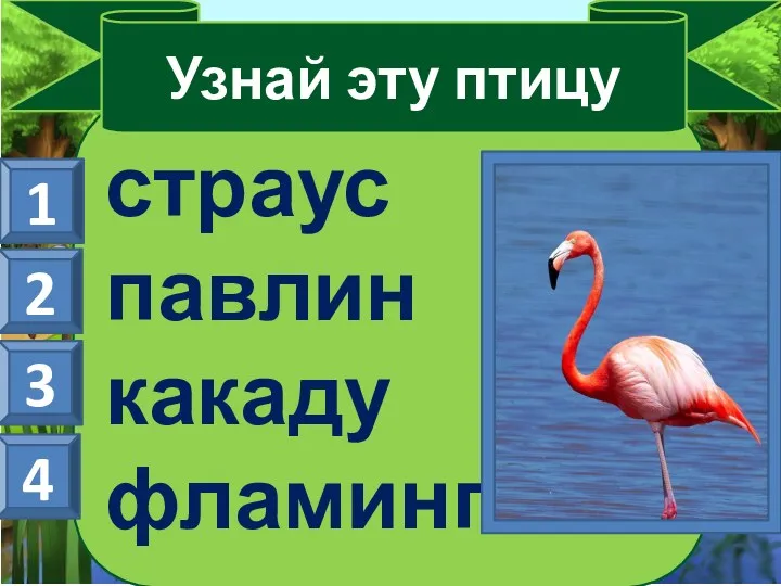 страус павлин какаду фламинго Узнай эту птицу 1 2 3 4