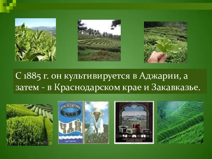 С 1885 г. он культивируется в Аджарии, а затем - в Краснодарском крае и Закавказье.