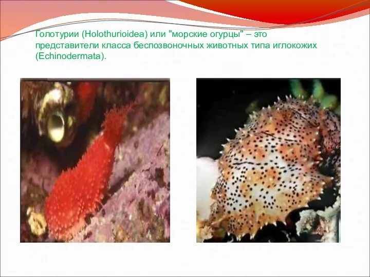 Голотурии (Holothurioidea) или "морские огурцы" – это представители класса беспозвоночных животных типа иглокожих (Echinodermata).