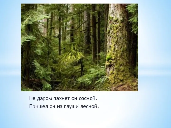 Не даром пахнет он сосной. Пришел он из глуши лесной.