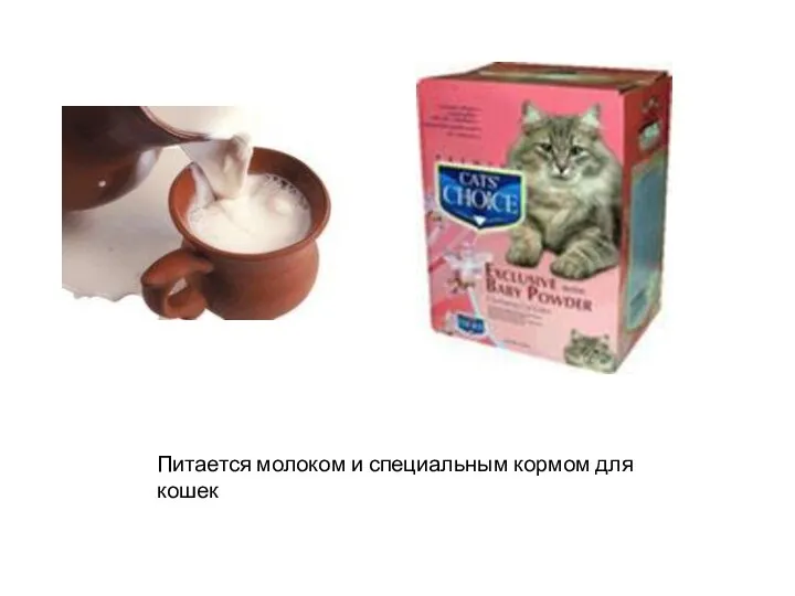 Питается молоком и специальным кормом для кошек