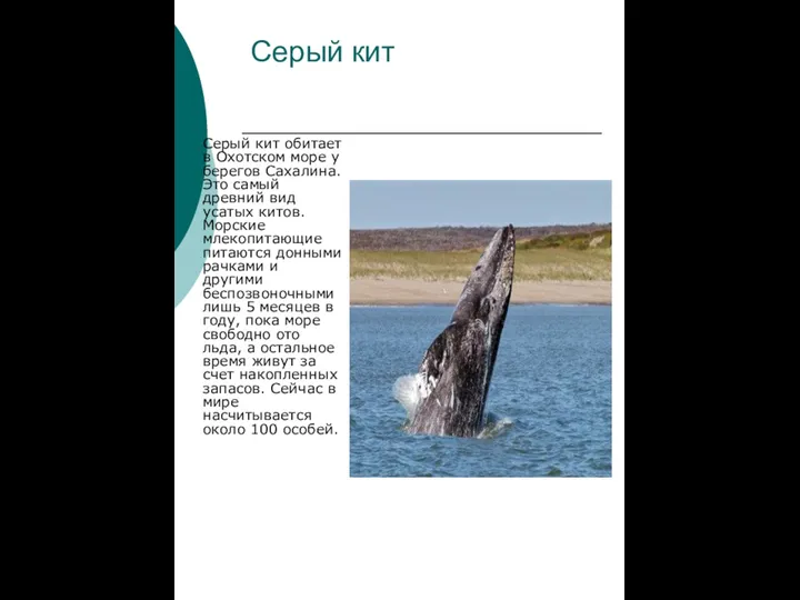 Серый кит Серый кит обитает в Охотском море у берегов Сахалина. Это самый