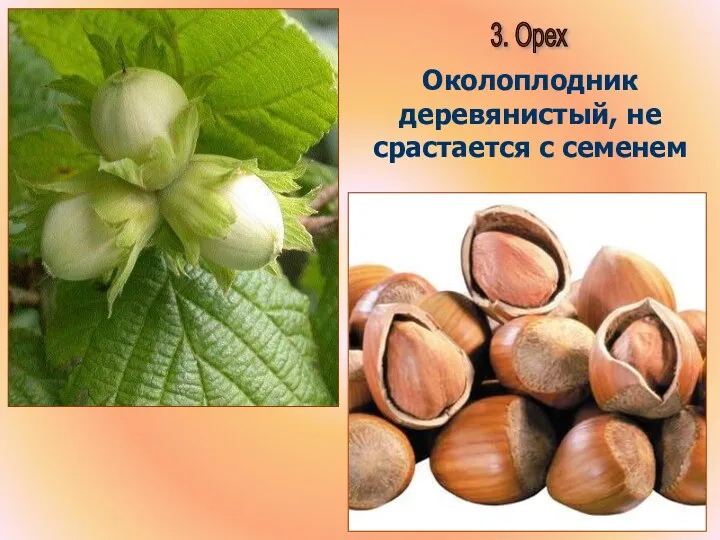 3. Орех Околоплодник деревянистый, не срастается с семенем