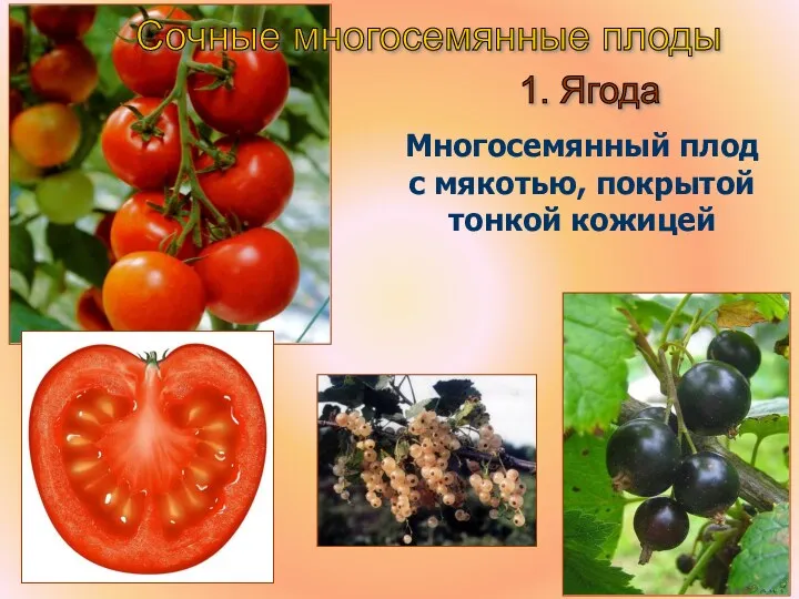 Сочные многосемянные плоды 1. Ягода Многосемянный плод с мякотью, покрытой тонкой кожицей