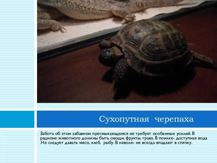 Забота об этом забавном пресмыкающемся не требует особенных усилий. В