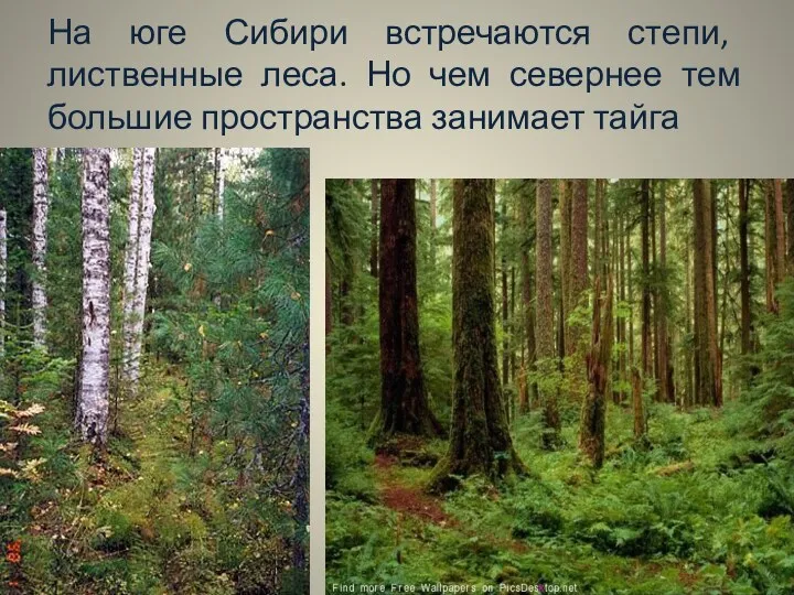 На юге Сибири встречаются степи, лиственные леса. Но чем севернее тем большие пространства занимает тайга
