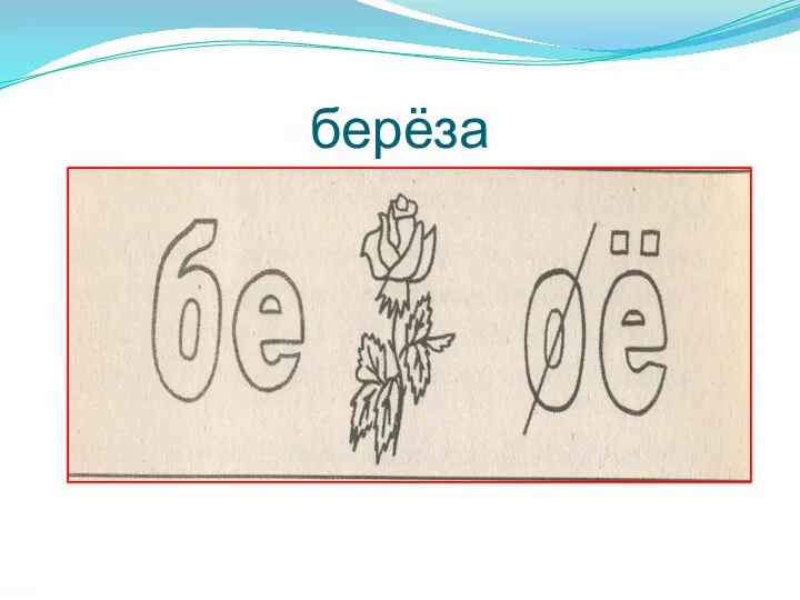 берёза