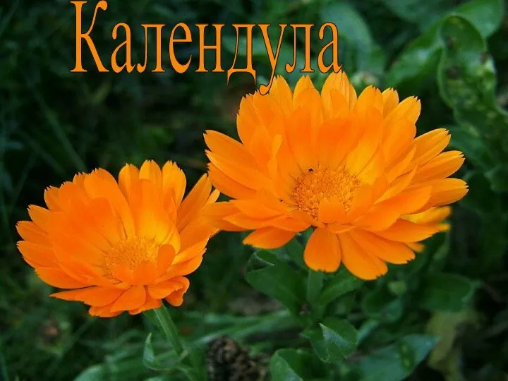 Календула