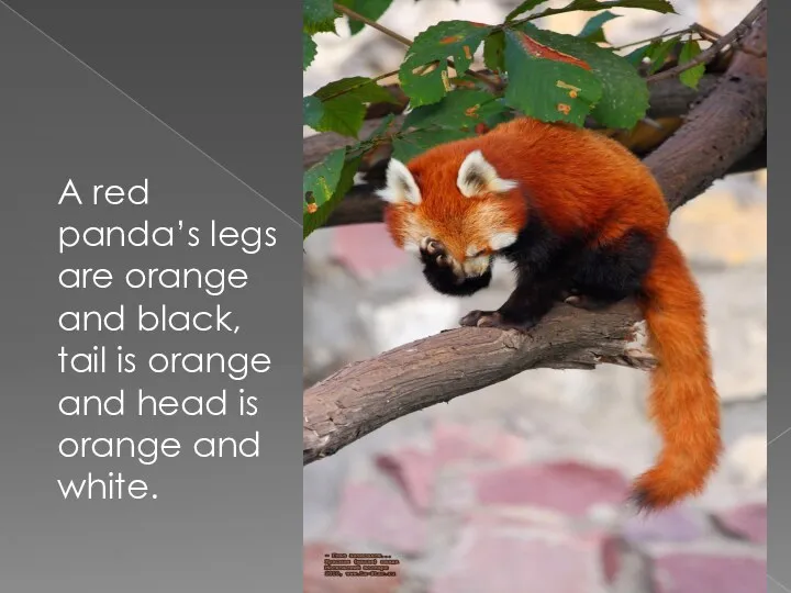 A red panda’s legs are orange and black, tail is