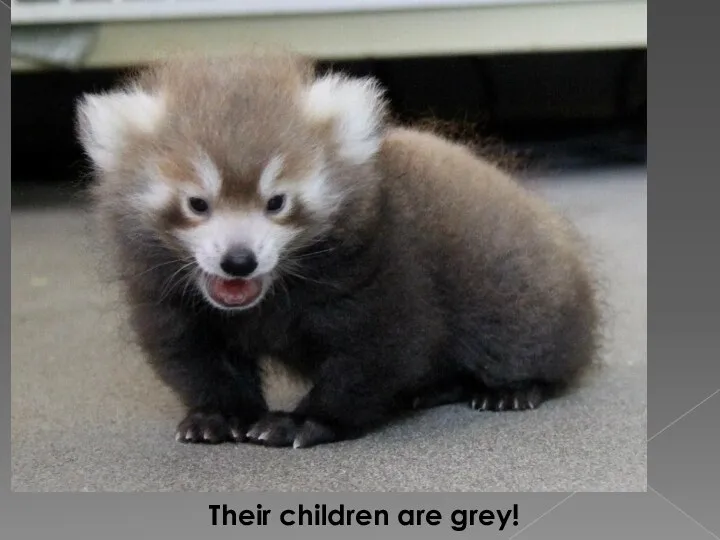 Their children are grey!
