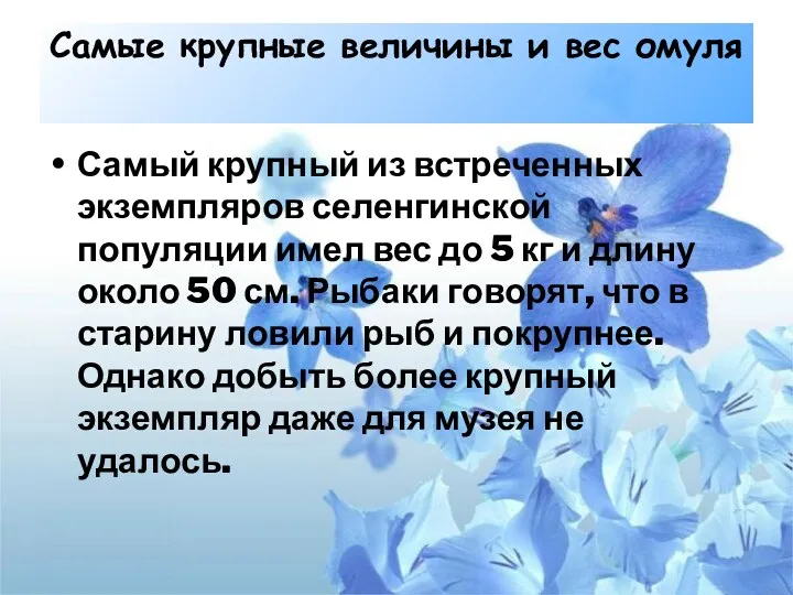 Cамые крупные величины и вес омуля Самый крупный из встреченных