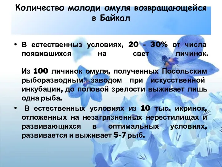 Количество молоди омуля возвращающейся в Байкал В естественныз условиях, 20