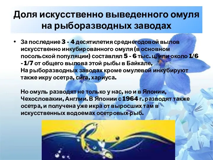 Доля искусственно выведенного омуля на рыборазводных заводах За последние 3