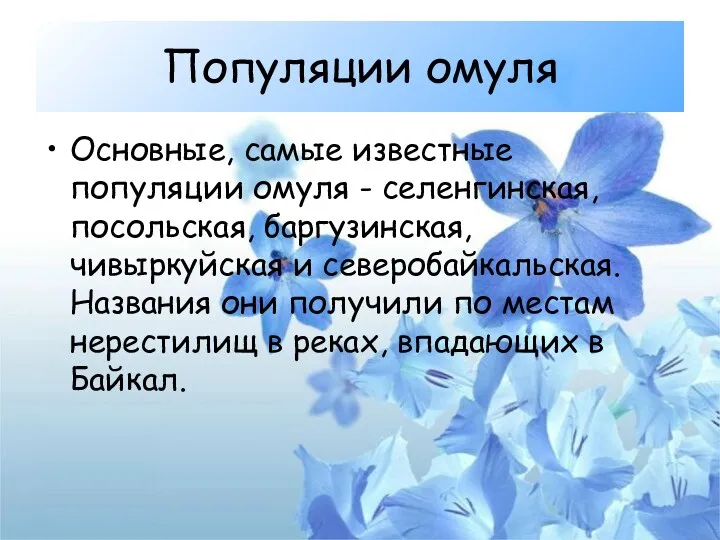 Популяции омуля Основные, самые известные популяции омуля - селенгинская, посольская,