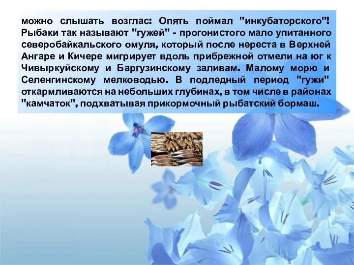 можно слышать возглас: Опять поймал "инкубаторского"! Рыбаки так называют "гужей"