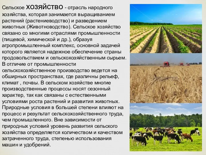 Сельское хозяйство - отрасль народного хозяйства, которая занимается выращиванием растений (растениеводство) и разведением