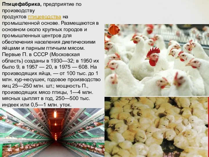 Птицефабрика, предприятие по производству продуктов птицеводства на промышленной основе. Размещаются