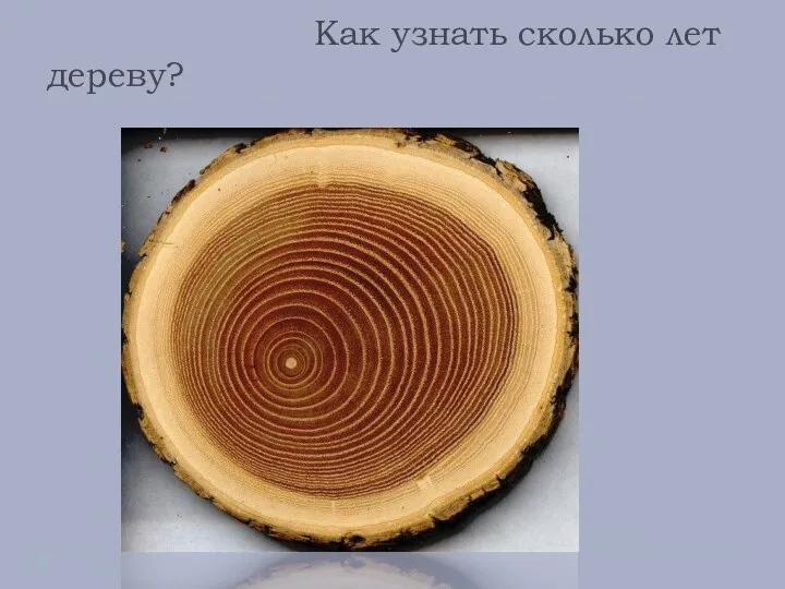 Как узнать сколько лет дереву?