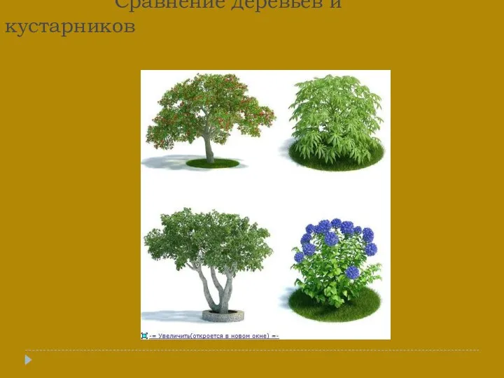 Сравнение деревьев и кустарников