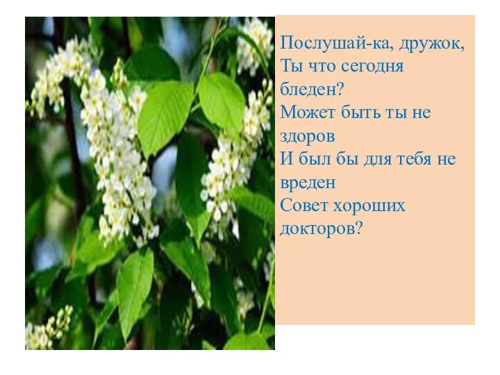 Послушай-ка, дружок, Ты что сегодня бледен? Может быть ты не здоров И был