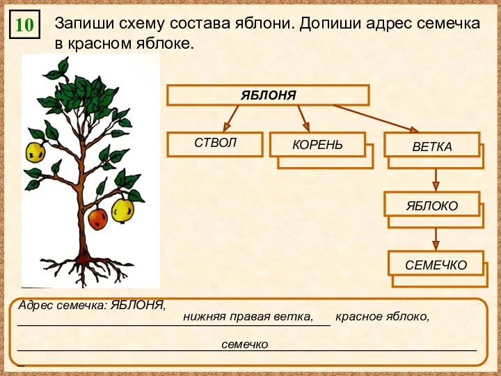 10 Запиши схему состава яблони. Допиши адрес семечка в красном яблоке. ЯБЛОНЯ КОРЕНЬ