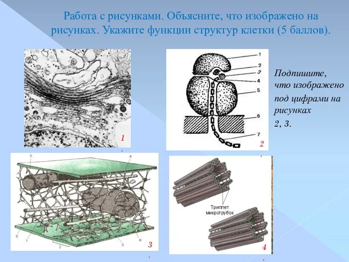 Работа с рисунками. Объясните, что изображено на рисунках. Укажите функции