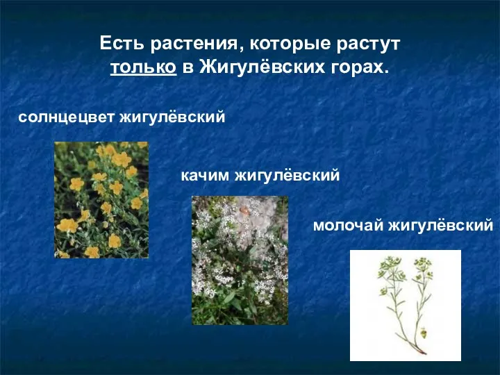 Есть растения, которые растут только в Жигулёвских горах. солнцецвет жигулёвский качим жигулёвский молочай жигулёвский
