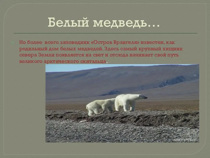 Белый медведь… Но более всего заповедник «Остров Врангеля» известен, как