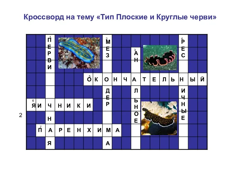 Кроссворд на тему «Тип Плоские и Круглые черви» О К