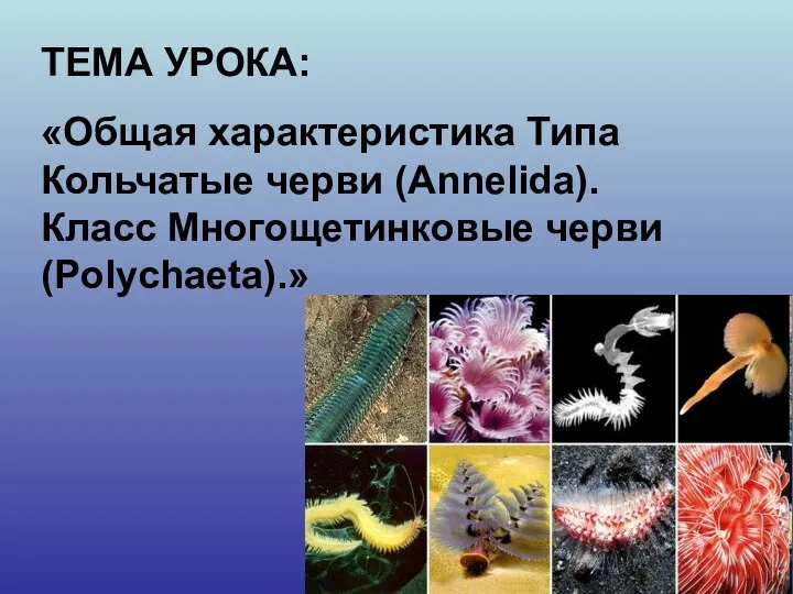 ТЕМА УРОКА: «Общая характеристика Типа Кольчатые черви (Annelida). Класс Многощетинковые черви (Polychaeta).»