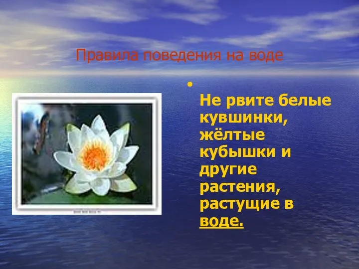 Правила поведения на воде Не рвите белые кувшинки, жёлтые кубышки и другие растения, растущие в воде.