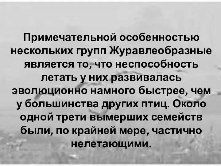 Примечательной особенностью нескольких групп Журавлеобразные является то, что неспособность летать