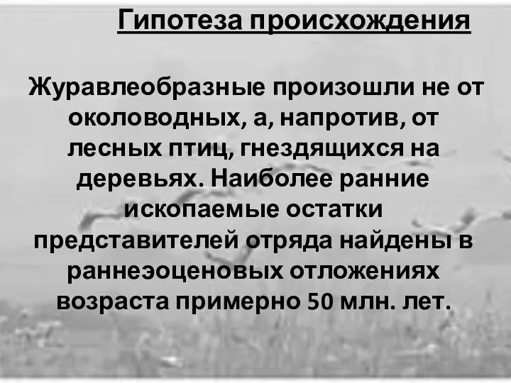 Гипотеза происхождения Журавлеобразные произошли не от околоводных, а, напротив, от