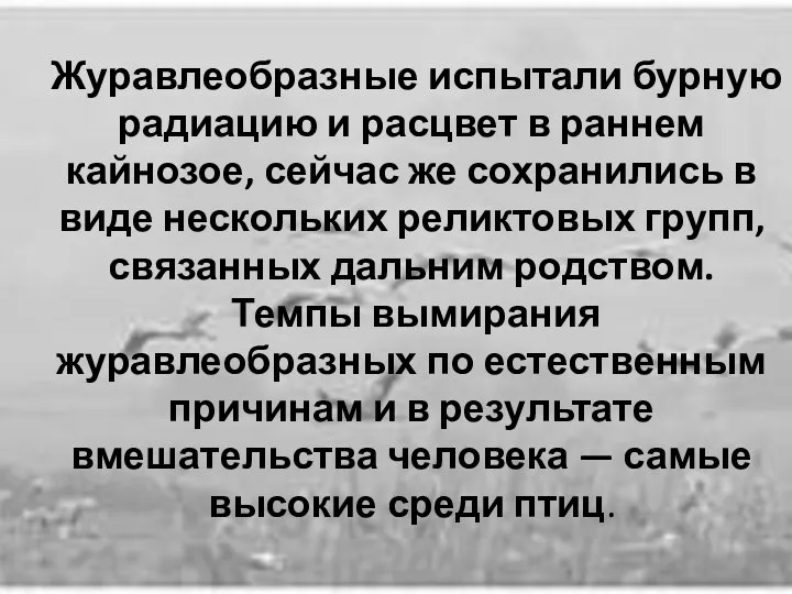 Журавлеобразные испытали бурную радиацию и расцвет в раннем кайнозое, сейчас