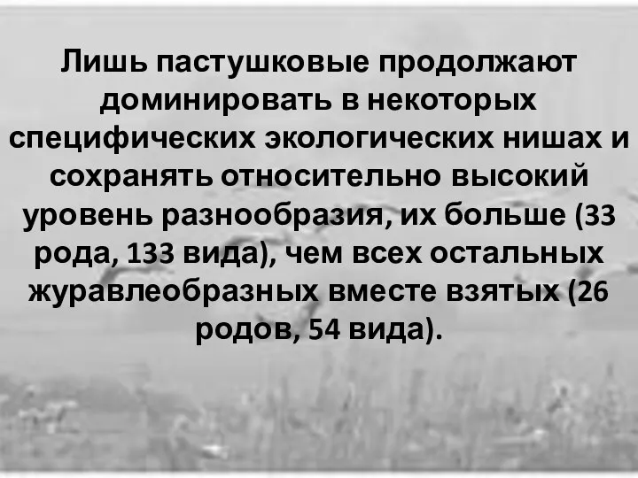 Лишь пастушковые продолжают доминировать в некоторых специфических экологических нишах и