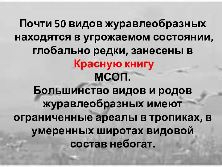 Почти 50 видов журавлеобразных находятся в угрожаемом состоянии, глобально редки,