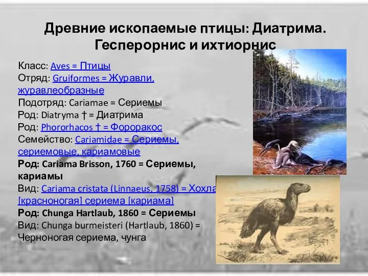 Класс: Aves = Птицы Отряд: Gruiformes = Журавли, журавлеобразные Подотряд: