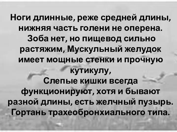 Ноги длинные, реже средней длины, нижняя часть голени не оперена.