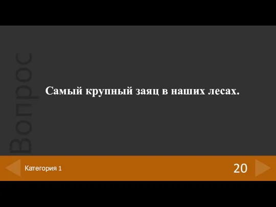 Самый крупный заяц в наших лесах. 20 Категория 1