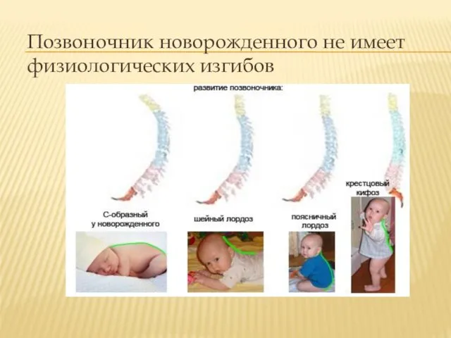 Позвоночник новорожденного не имеет физиологических изгибов