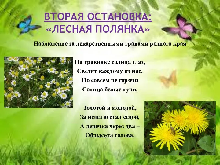 Вторая остановка: «Лесная полянка» Наблюдение за лекарственными травами родного края На травинке солнца