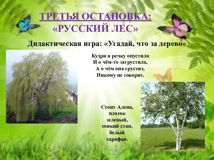 Третья остановка: «русский лес» Дидактическая игра: «Угадай, что за дерево» Кудри в речку