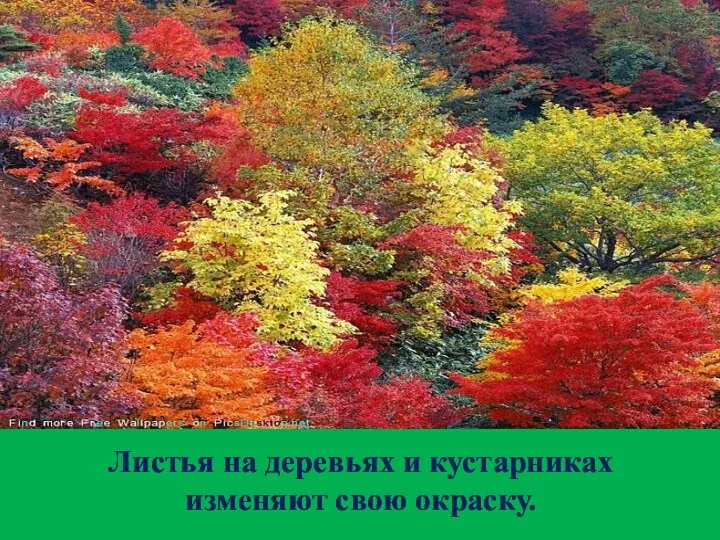 Листья на деревьях и кустарниках изменяют свою окраску.