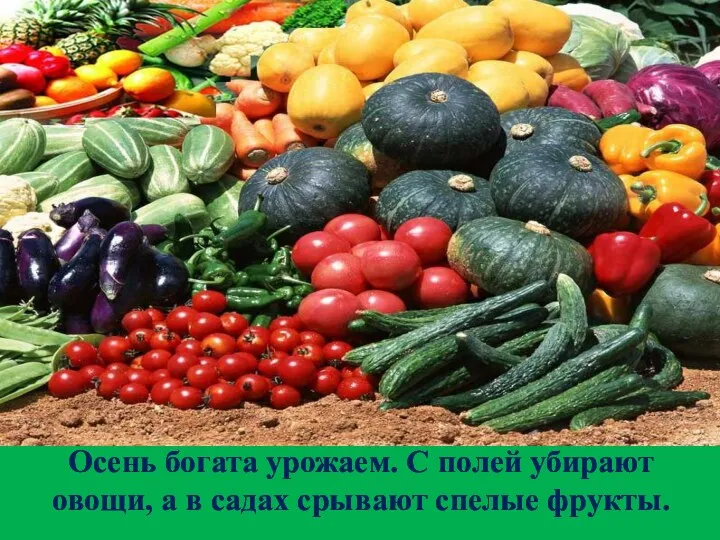 Осень богата урожаем. С полей убирают овощи, а в садах срывают спелые фрукты.